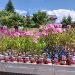 Flox metlinatý (Phlox paniculata) ‘SWEET SUMMER MELODY’® - kont. C1,5L
